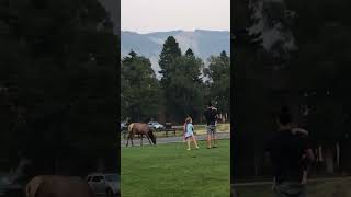 Touron with kids in Yellowstone too close to a Mama Elk in Mammoth [upl. by Duke]