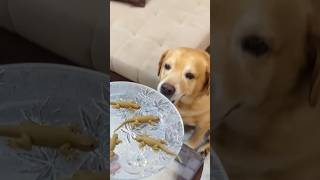 Leo ka pranks comedy dog minivlog fun funny comedyshorts souravjoshicomedy comedyvideos [upl. by Tuchman]