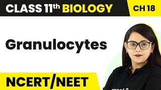 Granulocytes  Body Fluids And Circulation  Class 11 BiologyNEETAIIMS [upl. by Lionel]