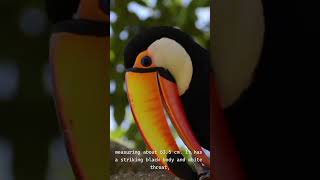 Why the Toco Toucan is Natures Most Colorful Bird [upl. by Neelie]