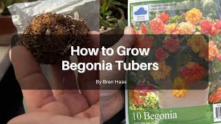 How to Plant Begonias From A Bag [upl. by Theda]