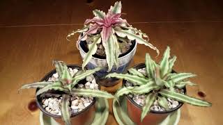 지구의 별 크랩탑서스 핑크 크리프탄서스 불가사리 꽃 키우기 《How to grow Cryptanthus  Earth star plant》 [upl. by Seniag232]