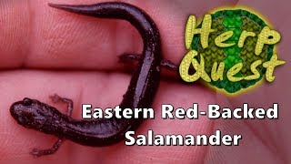 Eastern Red Backed Salamander  Herp Quest 3 Herpetology Education [upl. by Terena]