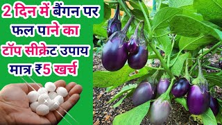 बैंगन की खेती में शैंपू का कमाल देख चौंक जाएंगेbrinjal plant care [upl. by Naols]