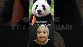 Panda mukbang shorts putrinuari [upl. by Socher]