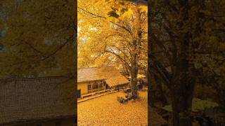 beautiful yellow tree youtubeshorts trending mostpopularmusic naturevideo [upl. by Enohpets]