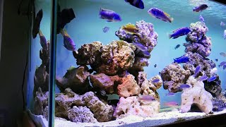 OverStocked African Cichlids Tank Setup  Beautiful Malawi Aquarium [upl. by Alidus837]