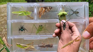 Exploring Tiny WondersHunting and Capture MantisJumping SpidersGrasshoppersButterflies and More [upl. by Nnylirret]