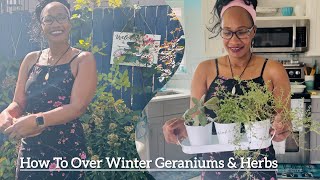 How To Over Winter Plants  2 Ways To Winterize Geraniums Intentional Living [upl. by Lowrie]