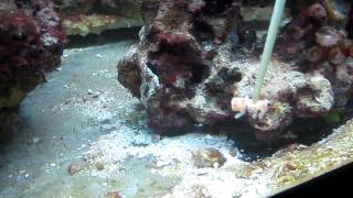 Mantis Shrimp Feeding N wennerae [upl. by Anoiek97]