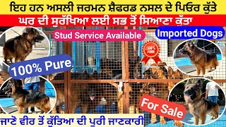 German Shepherd Dog Price in India 2023  Best Quality Dog Breeds  Imported German Shepherd [upl. by Atsok]