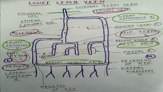 Veins of Lower Limb  3 Diagram  TCML [upl. by Estel]