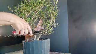 Bonsai tree from Nursery Yaupon Holly [upl. by Ecnerrat]