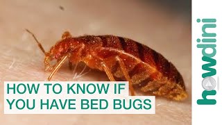 How To Find Bed Bugs  How To Know If You Have Bed Bugs [upl. by Allevon]