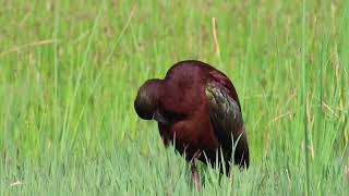 20240503 White faced Ibis 3 Relaxing Bird Film [upl. by Raycher40]