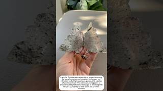 prehnite epidote butterfly s  crystal if interested click bio crystalshop crystals [upl. by Hoes]