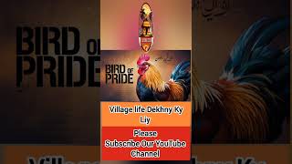 Village life Ky Mazy villagelife vlog enjoy youtuber dailyvlog shorts pendu dehati bakra [upl. by Moor762]