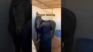 Horse taming horse taming animals explore farming horses qatar [upl. by Lussier735]