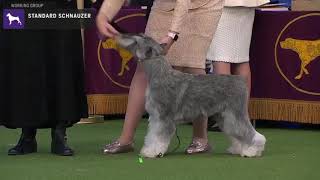 Standard Schnauzers  Breed Judging 2020 [upl. by Alaunnoif44]