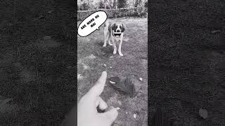 my bernards behaviour❤‍🔥❤‍🔥funnyvideo ytshorts youtube funnyvideo doglover [upl. by Adnaluoy361]