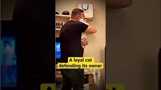 A loyal cat defending its owner [upl. by Nreval]