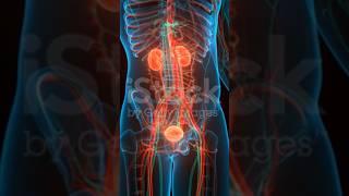 Human urinary system kidney with bladder anatomy animation concept stock video [upl. by Aid]