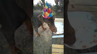 5 years of Hannah Doberman Birthday [upl. by Jonna]