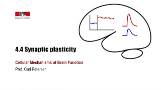 44 Synaptic plasticity [upl. by Nohsyar643]