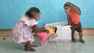 Baby monkey Su failed when try to open gift boxes from fans [upl. by Askwith]