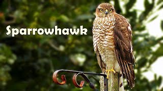 Sparrowhawk  Sparrowhawks Hunting in Cornwall [upl. by Archle]