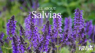 Do Salvias Spread And More Salvia FAQs at The Pavilion Cork [upl. by Ramad]