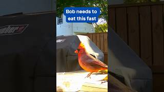 Dont be selfish Bob northerncardinal redcardinal feedingbirds birdfeeder [upl. by Arno]