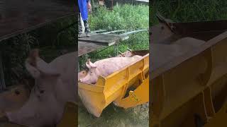 Pig get transport into truck using excavator because it too heavy for human to carry [upl. by Initirb]