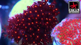 Stylocoeniella cyphastrea Leptastrea Montipora [upl. by Johannah806]