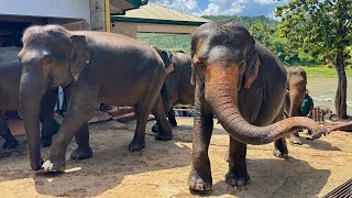 Pinnawala Elephant Orphanage Sri Lanka 🇱🇰 [upl. by Acsisnarf933]