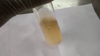 Penicillium growth on SDA [upl. by Ruben]