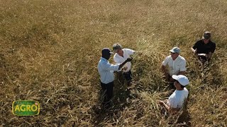 La Carinata levanta vuelo Un cultivo energético rentable y sustentable 1007 20221126 [upl. by Orsay]