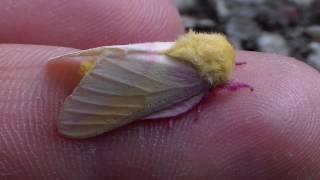 YELLOW ROSY MAPLE MOTH My first Dryocampa [upl. by Stephanus402]