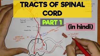 Tracts of Spinal Cord  1  Pyramidal Tracts [upl. by Alarise]