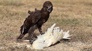 Skill of a large bird of prey species hunt their prey for food [upl. by Odlanyer]