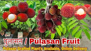 Pulasan Fruit in India पुलासान Best Exotic Fruit variety Grafted plants availableOnline Delvry [upl. by Hulbert]