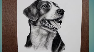 Realistic Dog Drawing  Charcoal Pencil Drawing  Amit Kumar  Drawing for Beginners  Pencil Sketch [upl. by Ail811]