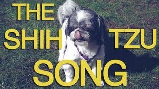 SHIH TZU 101  One of the Worlds Most Majestic Doggies [upl. by Rosenkranz]