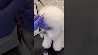 Poodle with Bichon Style face poodle bichonfrise doggroomingtips [upl. by Etteb894]