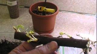 How to grow a fig tree from a cutting part 1 [upl. by Aina]