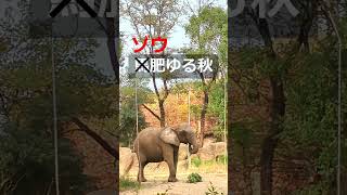 アフリカゾウのおやつ時間｜リリー剪定枝を美味しそうに食べる yagiyamazoo Elephants [upl. by Sholley]