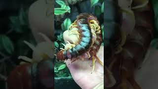 Scolopendra gigantea also known as the Peruvian giant centipede 🪱 animalvideos scolopendra [upl. by Favien]