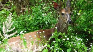 Chance encounter with a beautiful doe  well camouflaged [upl. by Legge]