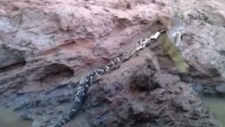 Spectacled Caiman tears apart massive Bushmaster snake [upl. by Nojel]