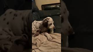 Dalmatian puppy joins in with the big dogs howling [upl. by Martica]